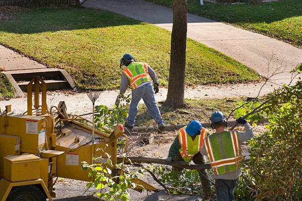 How Our Tree Care Process Works  in Twin Lakes, VA